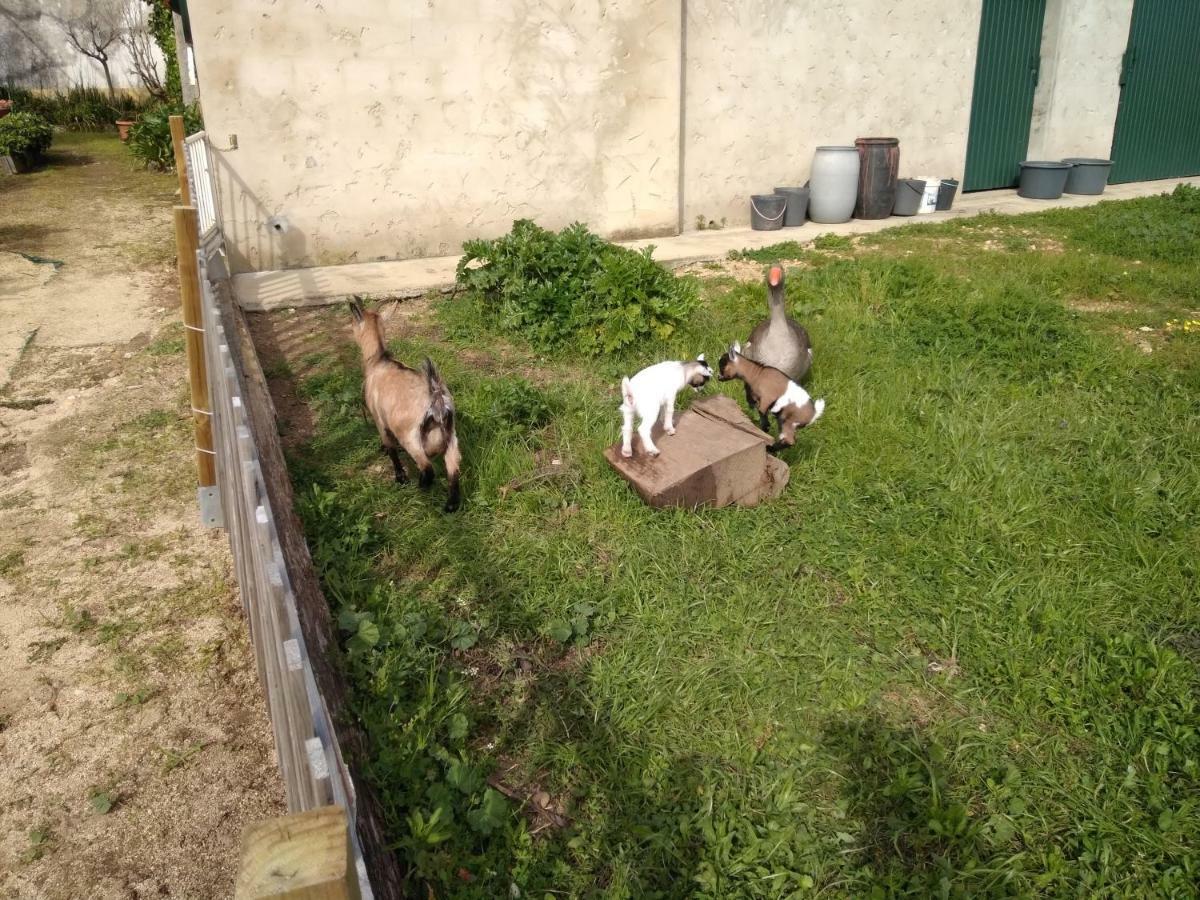 Quinta Da Mesa Villa Macinhata do Vouga Dış mekan fotoğraf